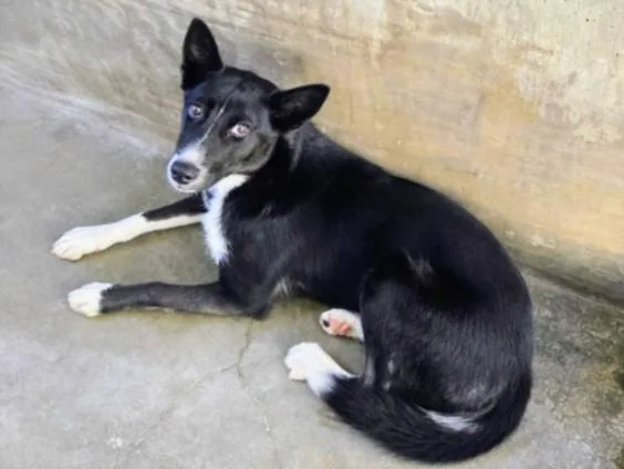 An adult medium-sized female Border Collie dog named Echo for adoption in Chatsworth, CA