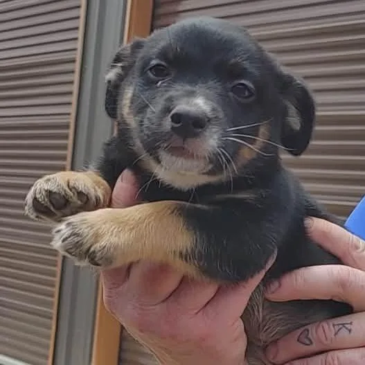 Tonka