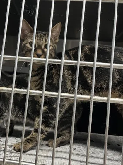 A baby medium-sized male Domestic Short Hair cat named Angel $ for adoption in Seneca, SC