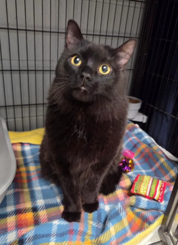 An adult large-sized male Domestic Long Hair cat named Blackie for adoption in Muskegon, MI