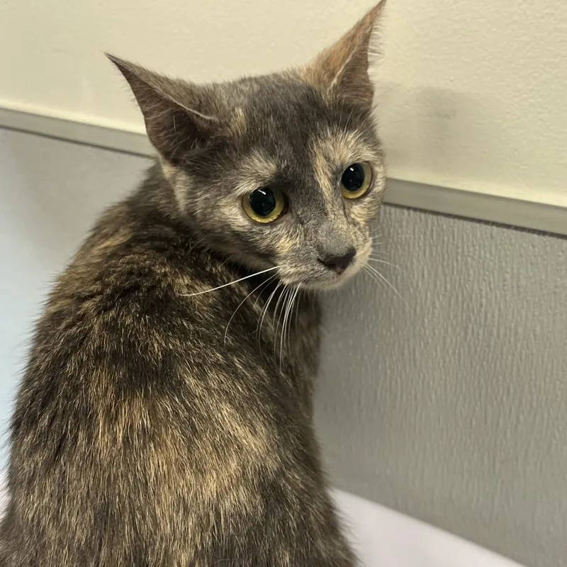 A young medium-sized female Gray / Blue / Silver Domestic Short Hair cat named Sissy for adoption in Tampa, FL