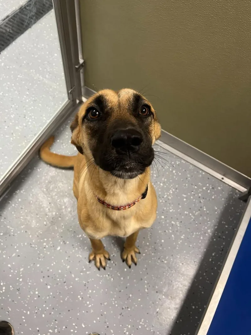 A young medium-sized female Mixed Breed dog named Nina for adoption in Davenport, IA