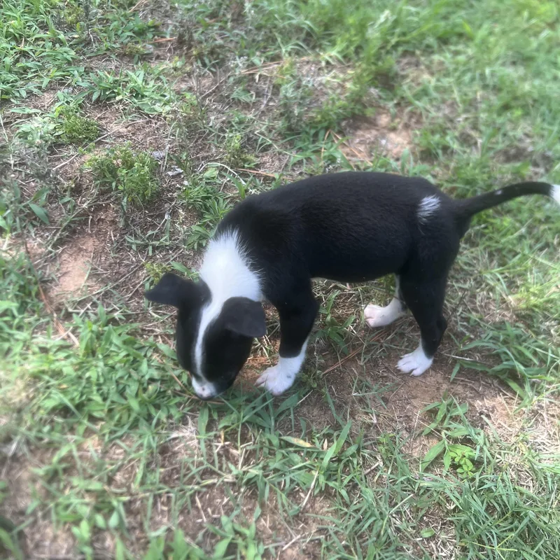 A baby small-sized male Bicolor Jack Russell Terrier dog named Danny for adoption in Cordova, TN