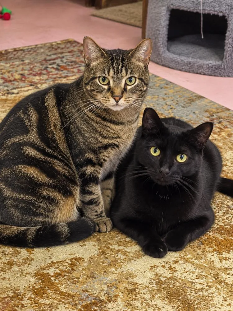 A young medium-sized male Domestic Medium Hair cat named Jimmy and Cosmo for adoption in Westwood, NJ
