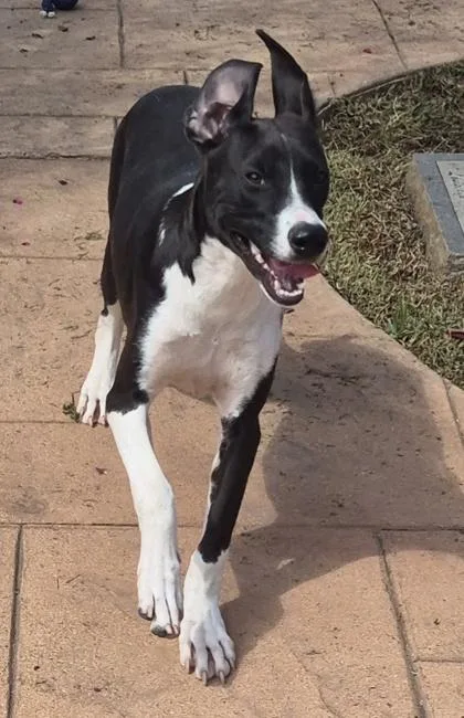 An adult small-sized female Mixed Breed dog named Hashbrown for adoption in Shreveport, LA
