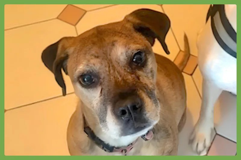 An adult medium-sized female Brindle Boxer dog named Maya for adoption in Amherst, MA