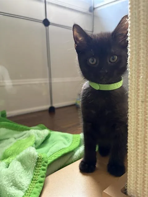 A baby small-sized female Domestic Short Hair cat named Inky for adoption in Charlotte, NC