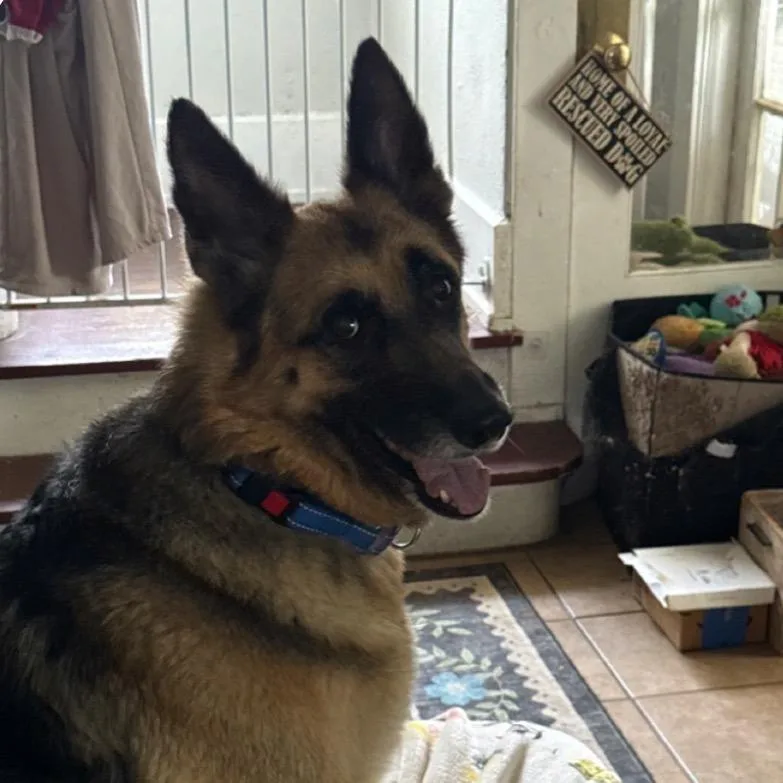 A senior large-sized female Black German Shepherd Dog dog named Brooklyn for adoption in Van Horne, IA