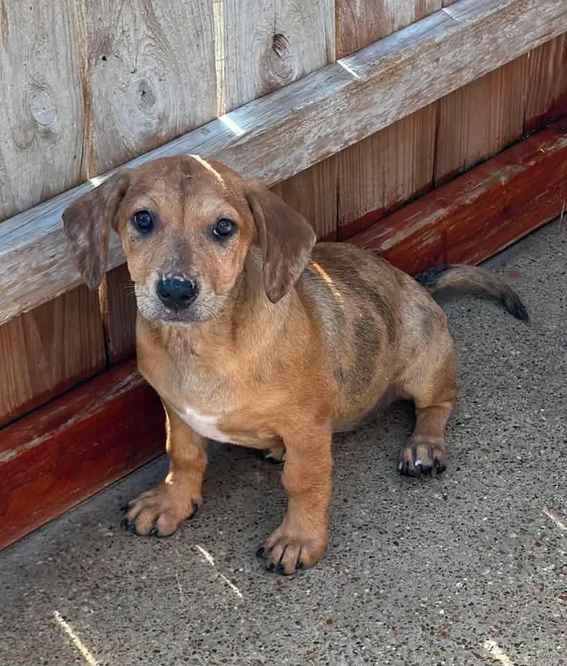 A baby small-sized female Dachshund dog named Ginger for adoption in Norfolk, MA