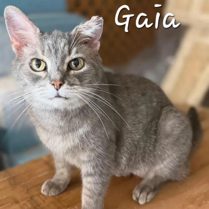An adult medium-sized female Gray / Blue / Silver Domestic Short Hair cat named Gaia for adoption in Waldorf, MD