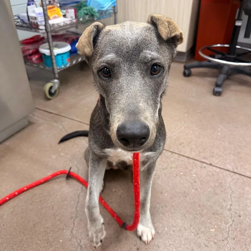 A young medium-sized female Gray / Blue / Silver Mixed Breed dog named Jenna for adoption in Chattanooga, TN