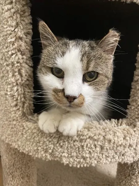 Molly St thumbnail 2