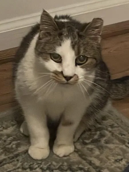 Molly St thumbnail 3