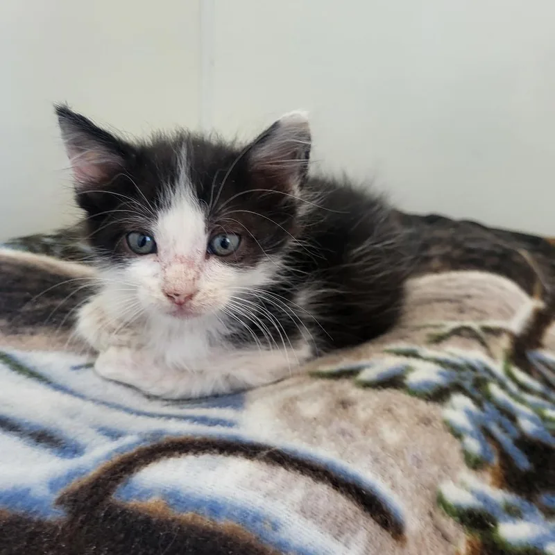 A baby small-sized male Black Domestic Short Hair cat named Kelly for adoption in Kanab, UT