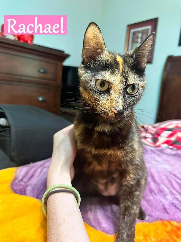 A young medium-sized female Domestic Short Hair cat named Rachael for adoption in Hoover , AL