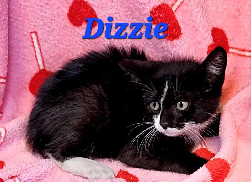 Dizzie