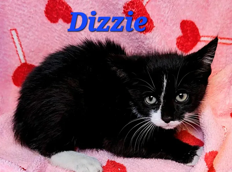 Dizzie thumbnail 2