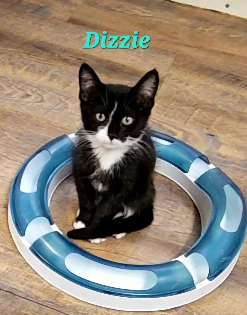 Dizzie thumbnail 3