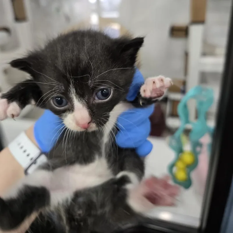 A baby small-sized male Black Domestic Short Hair cat named Tory for adoption in Newark, NJ