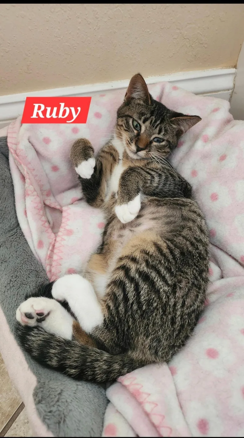 A baby medium-sized female Tabby (Brown / Chocolate) Domestic Short Hair cat named Ruby for adoption in Maryville, TN