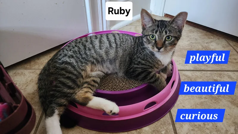Ruby thumbnail 3