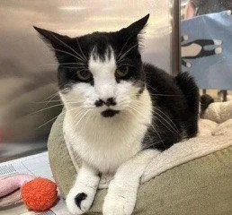 A senior medium-sized male Black & White / Tuxedo Domestic Short Hair cat named Raffie for adoption in Herndon, VA