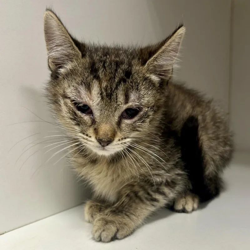 A baby small-sized female Gray / Blue / Silver Domestic Short Hair cat named Honey is at Petco for adoption in Saint Joseph, MO