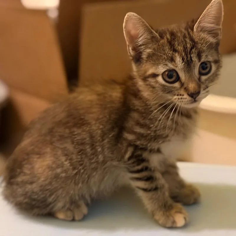 Honey is at Petco thumbnail 2