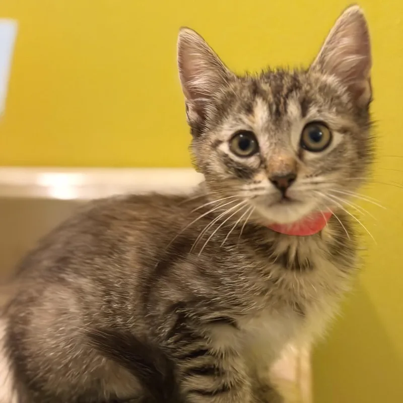 Honey is at Petco thumbnail 3