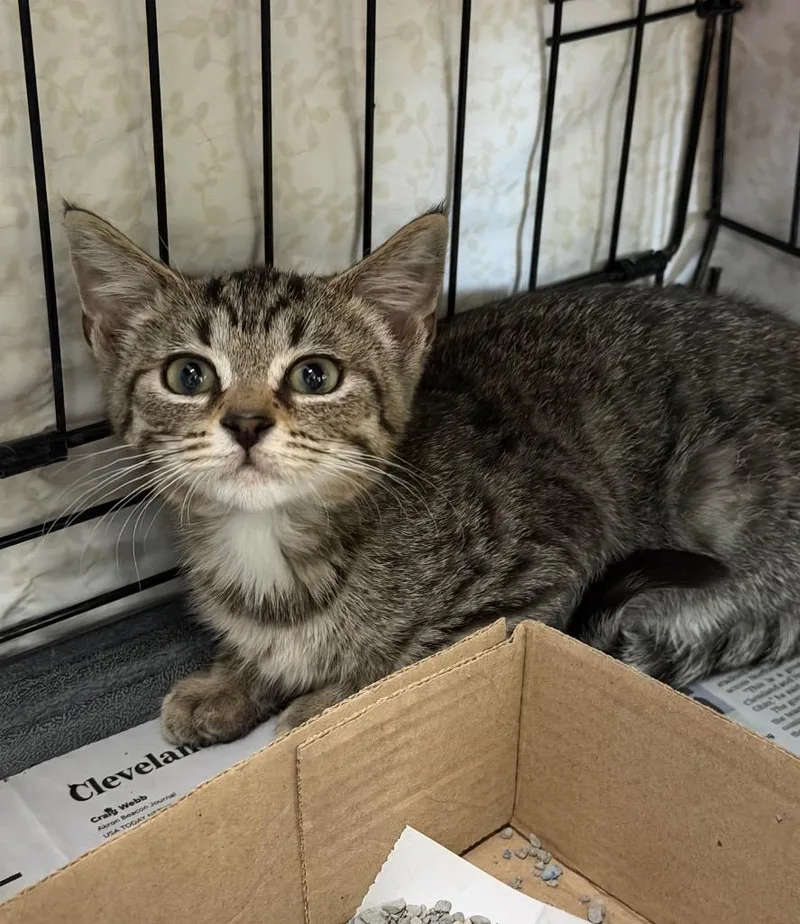 A baby medium-sized male Domestic Short Hair cat named NeYo for adoption in Cincinnati, OH