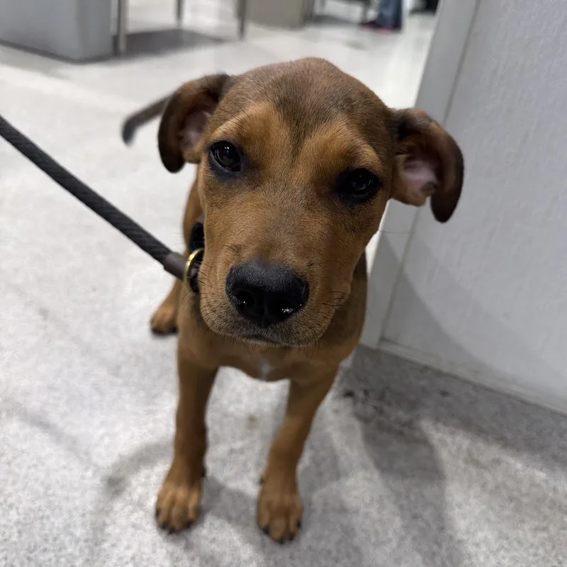 A baby medium-sized female Yellow / Tan / Blond / Fawn Hound dog named Ember for adoption in Tampa, FL