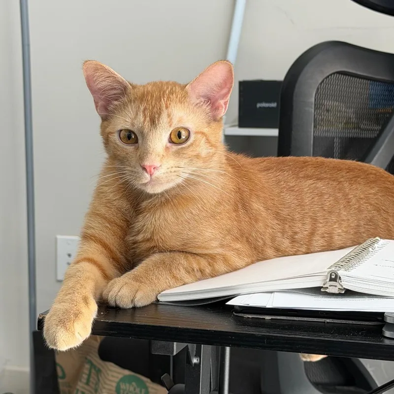 A young medium-sized male Orange / Red Domestic Short Hair cat named Beeow Zee for adoption in Durham, NC