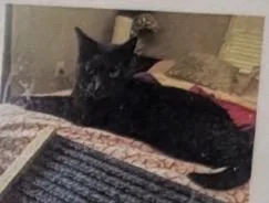 An adult small-sized female Domestic Short Hair cat named Ava for adoption in Daytona Beach, FL