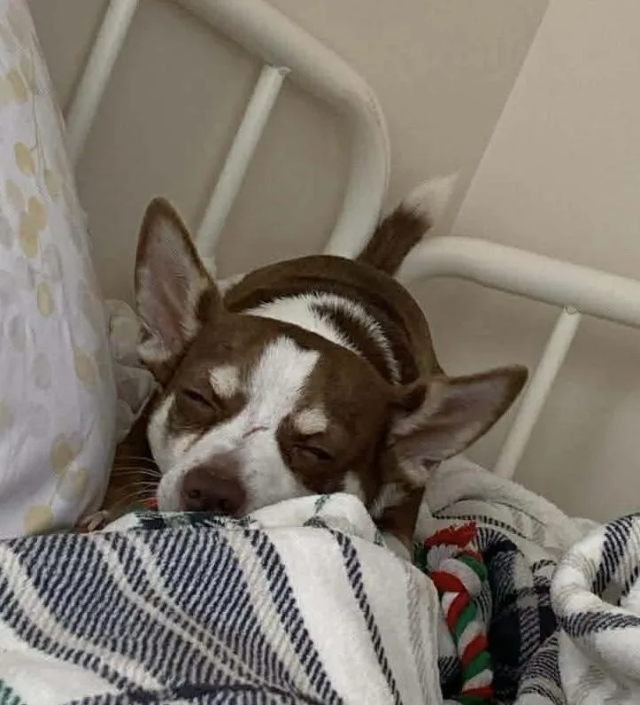 Frankie thumbnail 2