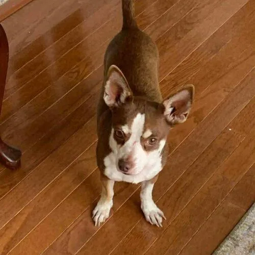 Frankie thumbnail 3