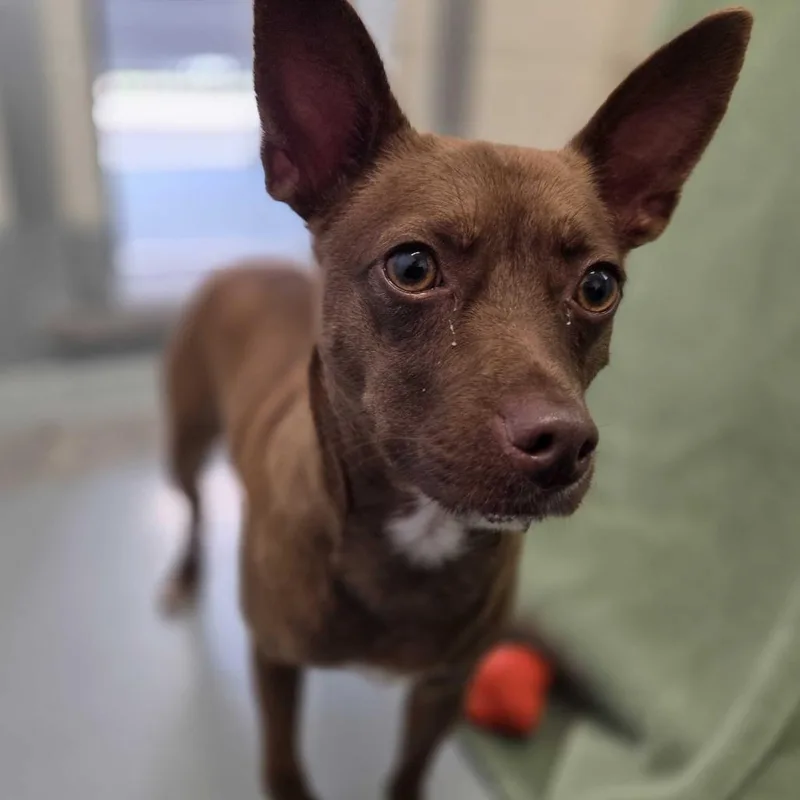 An adult small-sized male Brindle Chihuahua dog named Nugget for adoption in Beaumont, TX