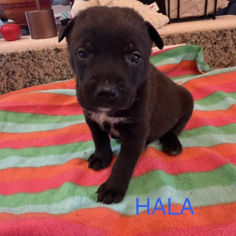 Hala