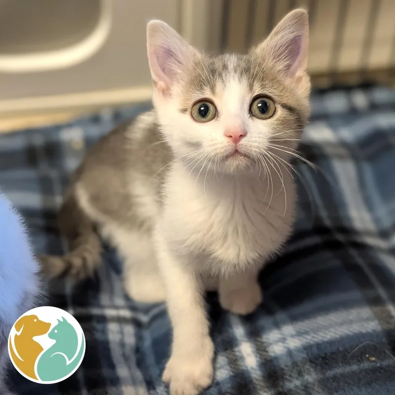 A baby small-sized female Gray / Blue / Silver Domestic Short Hair cat named Jynxie for adoption in Toledo, OH