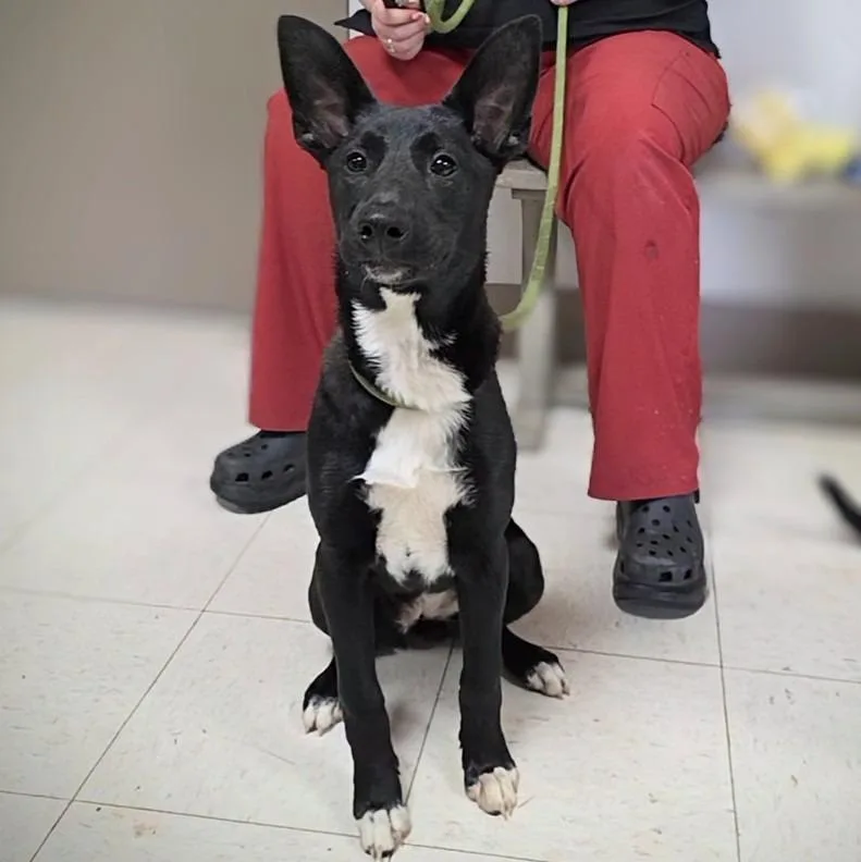 A baby medium-sized female Mixed Breed dog named Tamera for adoption in New Manchester, WV