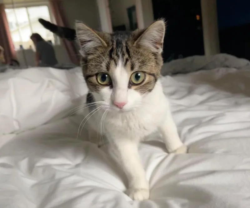 An adult medium-sized female Domestic Short Hair cat named Mae for adoption in Bloomington, IN