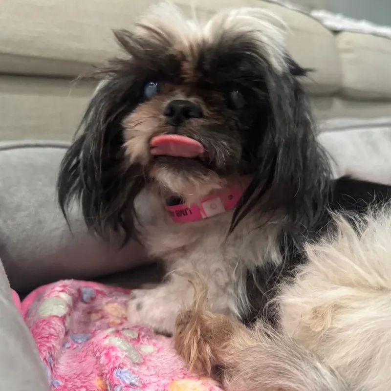 A senior small-sized female White / Cream Shih Tzu dog named Edna for adoption in Northville, MI