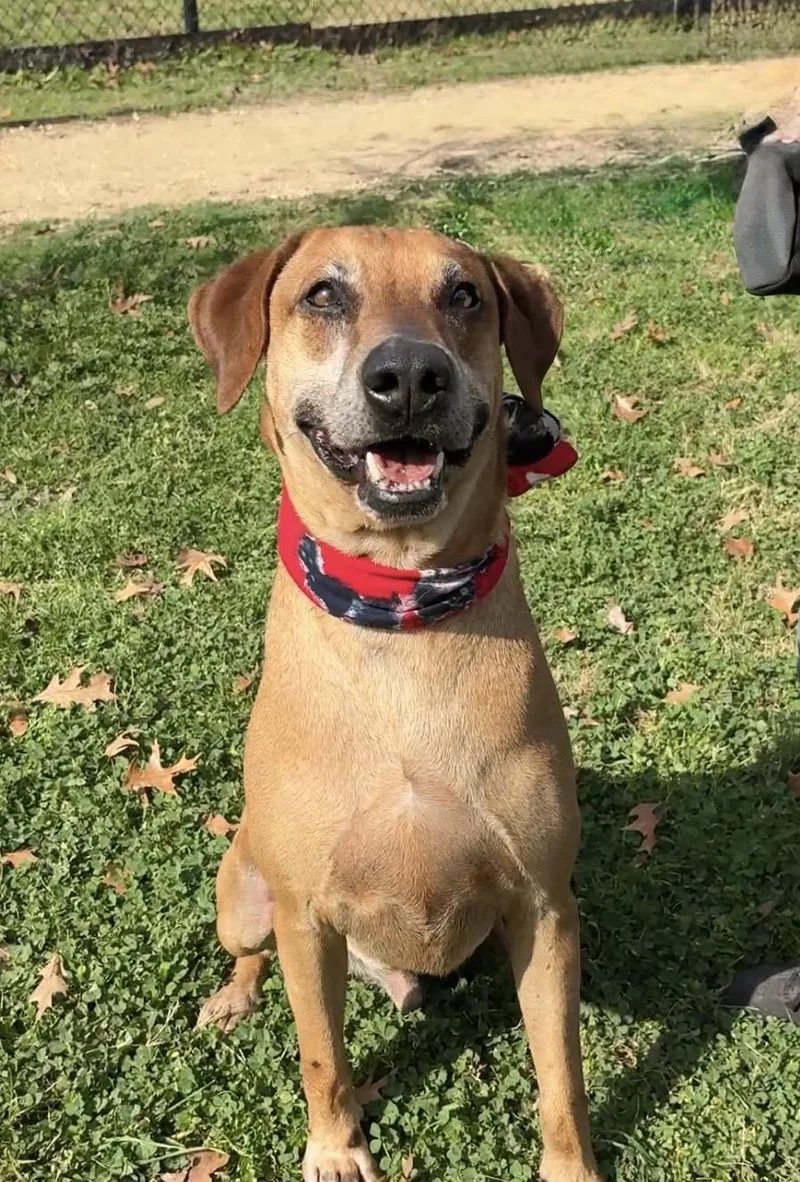 A senior large-sized male Red / Chestnut / Orange Labrador Retriever dog named Benson for adoption in Cypress, TX