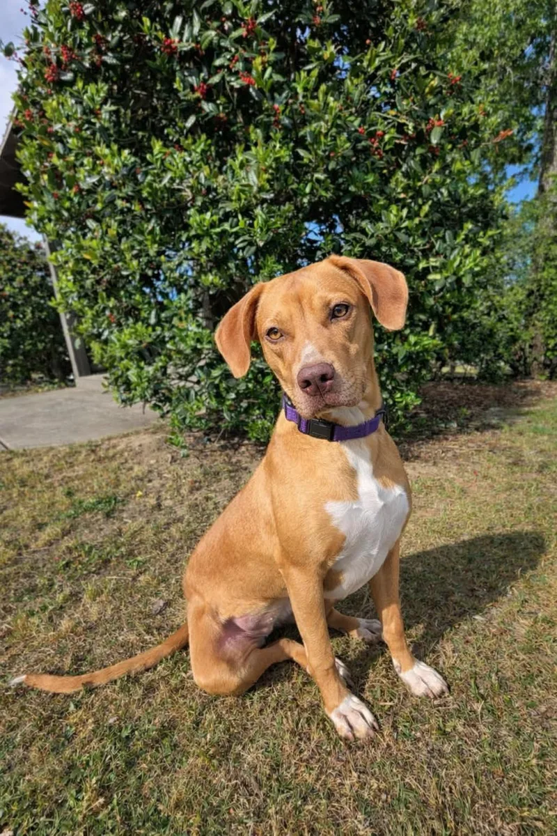 A baby medium-sized female Red / Chestnut / Orange Mixed Breed dog named Toffee for adoption in Evans, GA