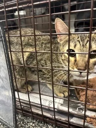 An adult medium-sized female Domestic Short Hair cat named Mommia for adoption in West Chester, PA