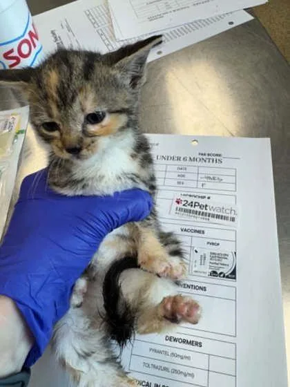 A baby small-sized female Domestic Short Hair cat named Christian for adoption in Memphis, TN