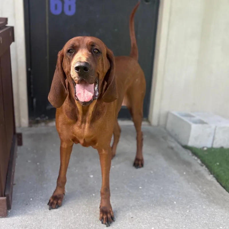 An adult large-sized female Brown / Chocolate Redbone Coonhound dog named Sienna AKA Molly for adoption in LOXAHATCHEE, FL