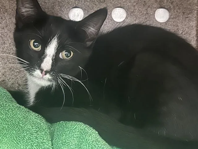 A baby small-sized female Domestic Short Hair cat named Cartilla for adoption in Rancho Cucamonga, CA
