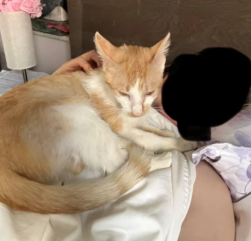 An adult medium-sized male Orange & White Domestic Short Hair cat named Bonnie for adoption in New York, NY