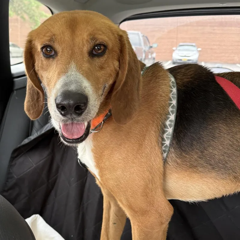 An adult small-sized male Brown / Chocolate Treeing Walker Coonhound dog named Tanner for adoption in Rockville, MD