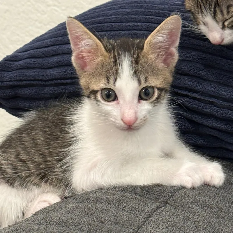 A baby small-sized male White Domestic Short Hair cat named Nothin Bundt Cake for adoption in Austin, TX